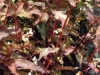 persicaria-purpurea