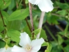 philadelphus-belle-etoile