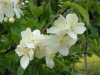 philadelphus-coronaria
