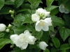 philadelphus-semi-double
