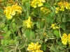 phlomis-fruticosa