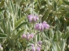 phlomis-italica