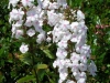 phlox-maculata-white