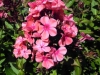phlox-paniculata-coral