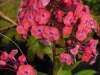 phlox-paniculata-junior-dance