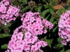 phlox-paniculata-miss-pepper