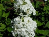 phlox-paniculata-miss-universe
