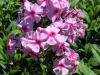 phlox-paniculata-pastorale-pink