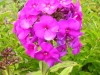 phlox-paniculata-purple