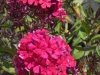 phlox-paniculata-star-fire