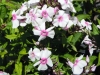 phlox-paniculata-white-with-pink-eye