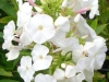phlox-paniculata-white