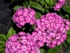 phlox-purple-eye-flame