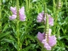 physostegia-lilac-pink
