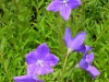 platycodon-blue