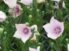 platycodon-pink