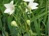 platycodon-white