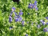 polemonium-caerulium-blue
