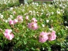 photo_11