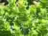 Rhus-crenata-2