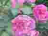 Rose-Grannys-Delight-2