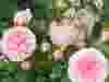 Rose-My-Granny-2