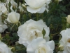 rose-iceberg_0