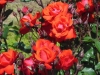 rose-satchmo