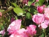 rose-simplicity
