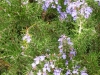 rosemary-officinalis-mcconnells-blue