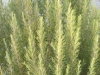 rosemary-officinalis-tuscan-blue
