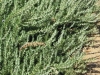 rosemary-repens