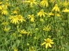 rudbekia-lancinata