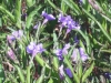 ruellia-britoniana