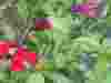 Salvia-gregii-red
