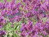 salvia-canariensis