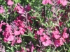 salvia-greggii-rose