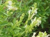 salvia-greggii-white