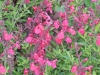 salvia-gregii-coral