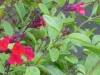 salvia-gregii-red