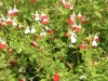 salvia-hot-lips
