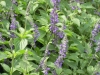 salvia-indigo-spires