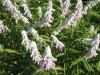salvia-leucantha-danielles-dream