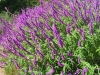 salvia-leucantha-midnight
