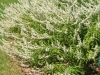 salvia-leucantha-white-mischief