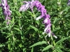 salvia-leucantha