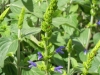 salvia-mexicanii