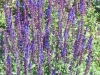 salvia-nemorosa-caradonna