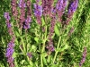 salvia-nemorosa-purple