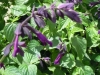 salvia-purple-majesty